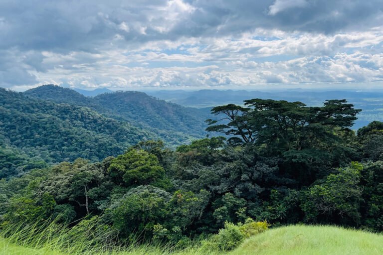 La réserve naturelle intégrale du mont Nimba (c) Image de Kathelijne Koops